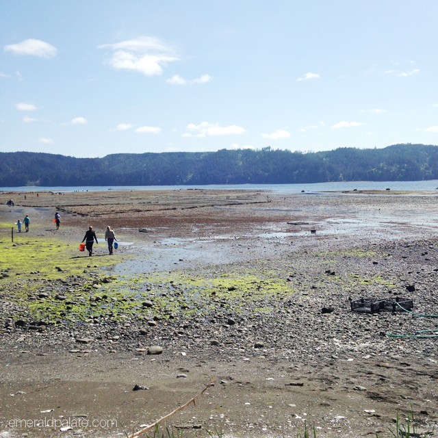 people foraging for oysters on an oyster farm, one of the must do Seattle for foodies activities