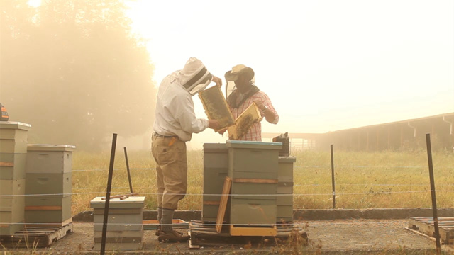 Bee keepers tending to hives, one of the many classes Seattle for foodies can take