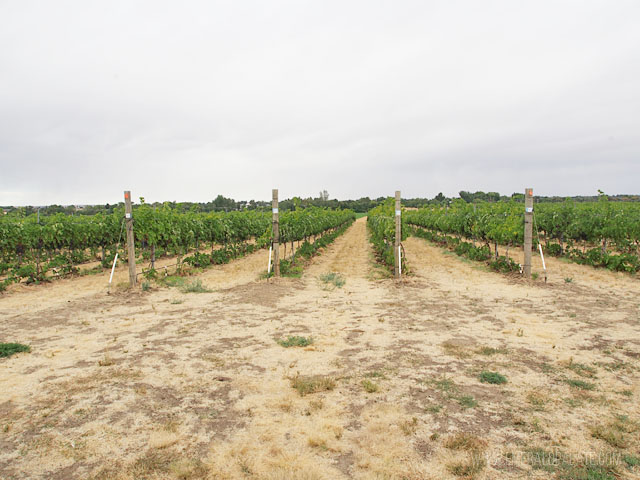Vineyards in Walla Walla