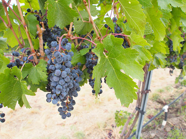 Grapes on the vine at a Walla Walla winery