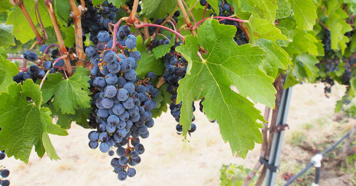close up of wine grapes