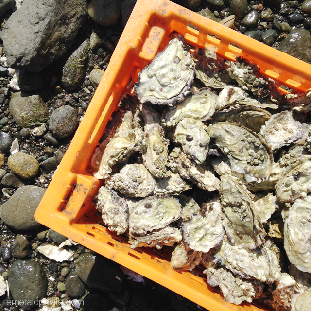 Fresh Hama Hama oysters after a day of oyster foraging in Washington state.