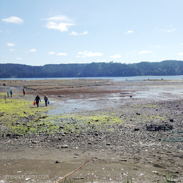 The Hama Hama Oyster Company beaches in Lilliwaup, Washington