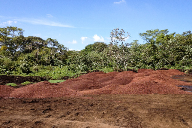 discarded pulp from the coffee bean | CoffeeFlour: The Next Super Food 