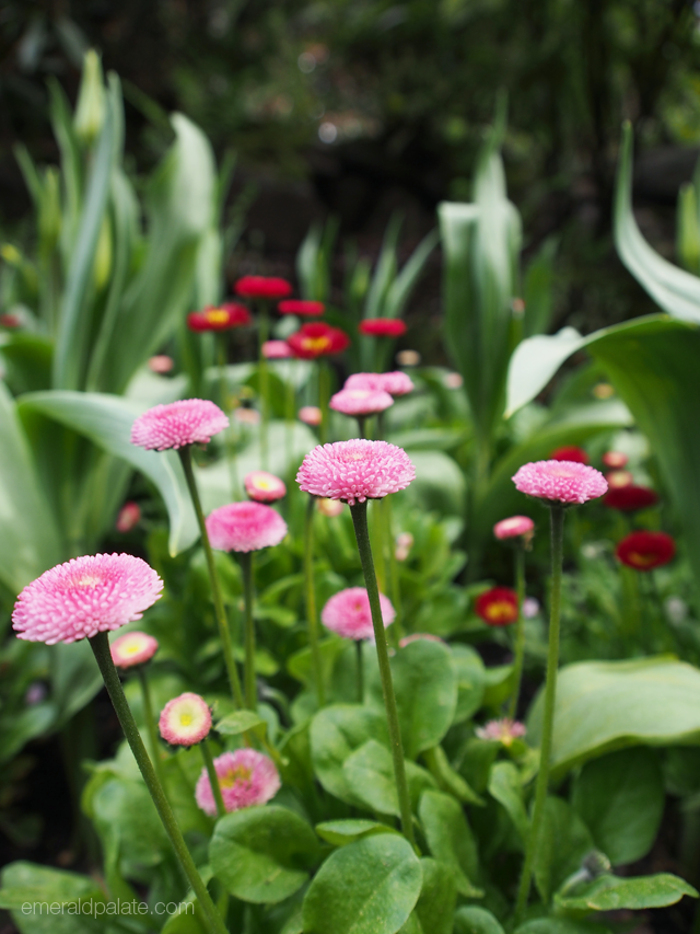 Close up of beautiful, colorful flowers at the Butchart Gardens in Victoria, BC