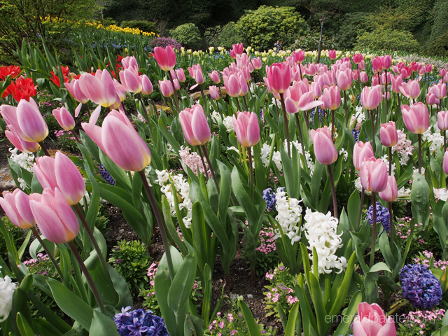 Colorful tulip field at Butchart Gardens in Victoria, British Colombia.