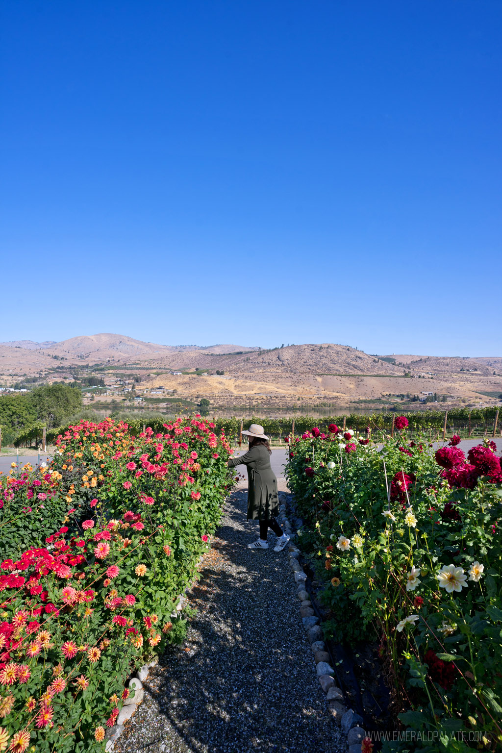 woman picking flowers at a Chelan winery