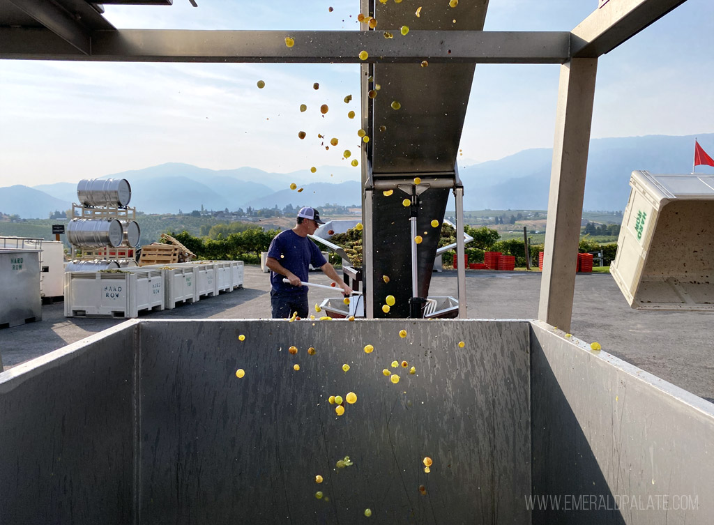 man making wine at a Chelan winery