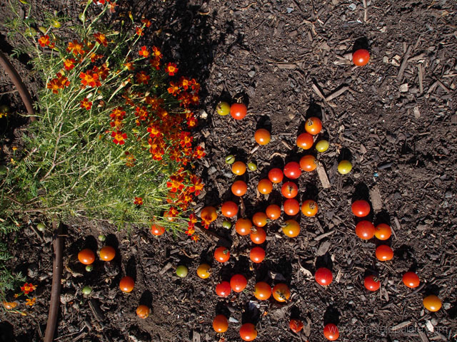 Tomatoes and flowers