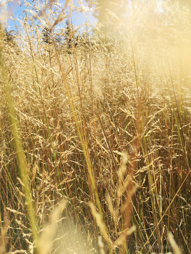 A close up of the beautiful, wheat-like grass