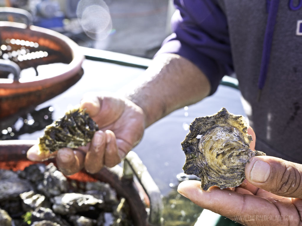 person holding oysters at a farm tour, one of the best activities on this Seattle for foodies bucket list