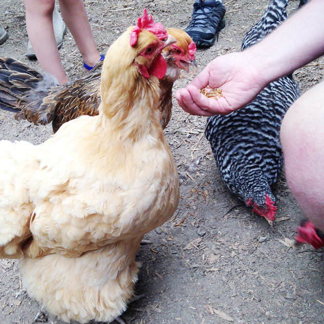 person feeding chickens on a Seattle foodies chicken coop tour