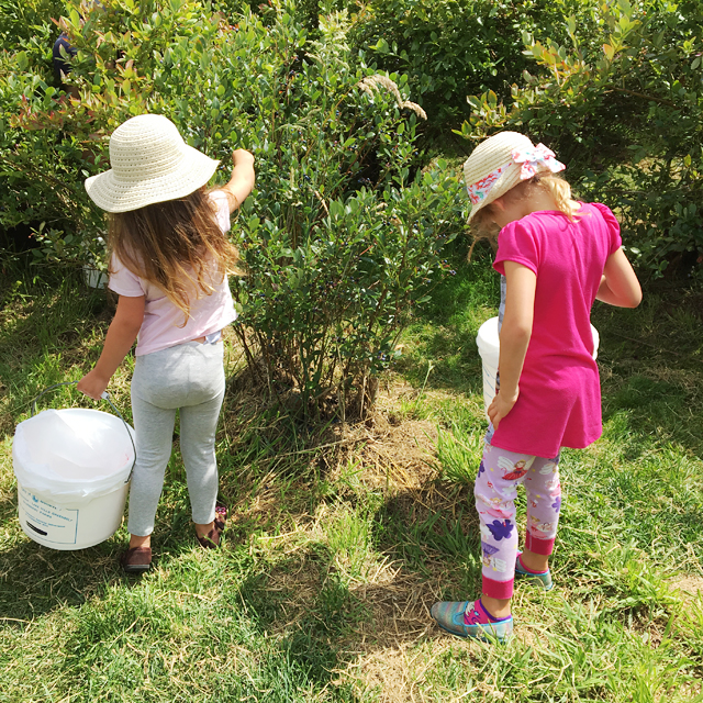 kids doing u-pick at a fruit orchard near Seattle