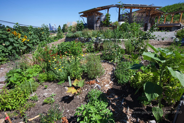 The Beacon Hill Food Forest urban community garden in the Beacon Hill neighborhood of Seattle, WA, which hosts a ton of events for Seattle foodies