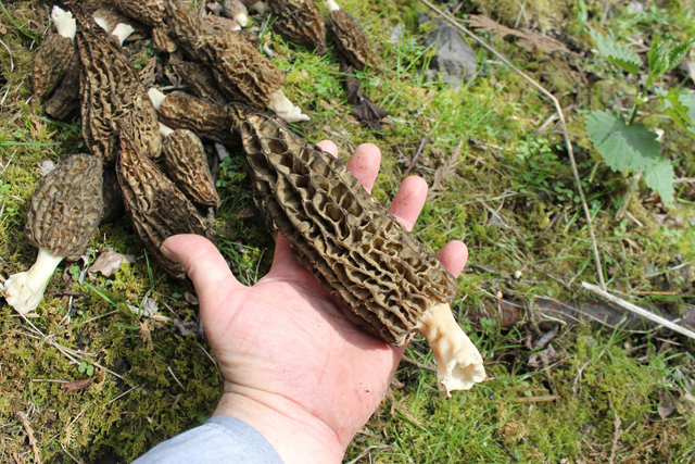 close up of person mushroom foraging in Seattle.