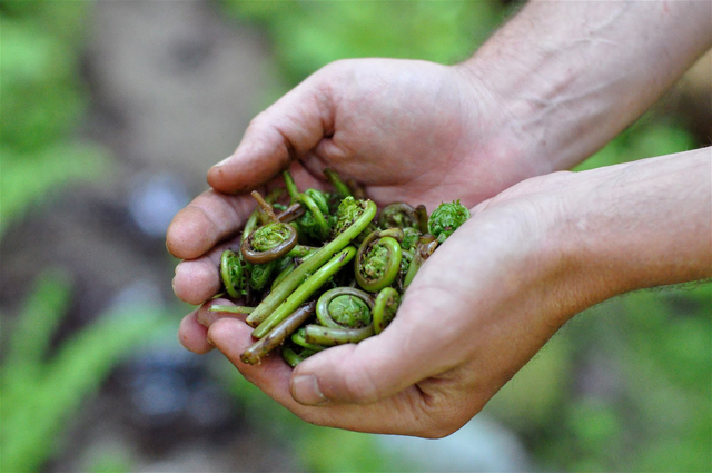 Foraging for fiddle head ferns on Tiger Mountain in Issaquah, WA, one of the best Seattle for foodies bucket list adventures