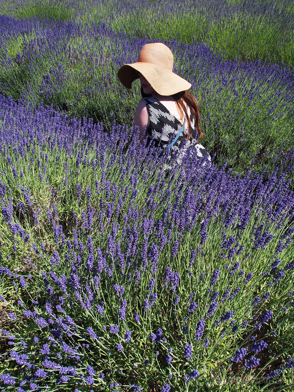 woman sitting in a lavender field, one of the best things to do in Olympia, WA