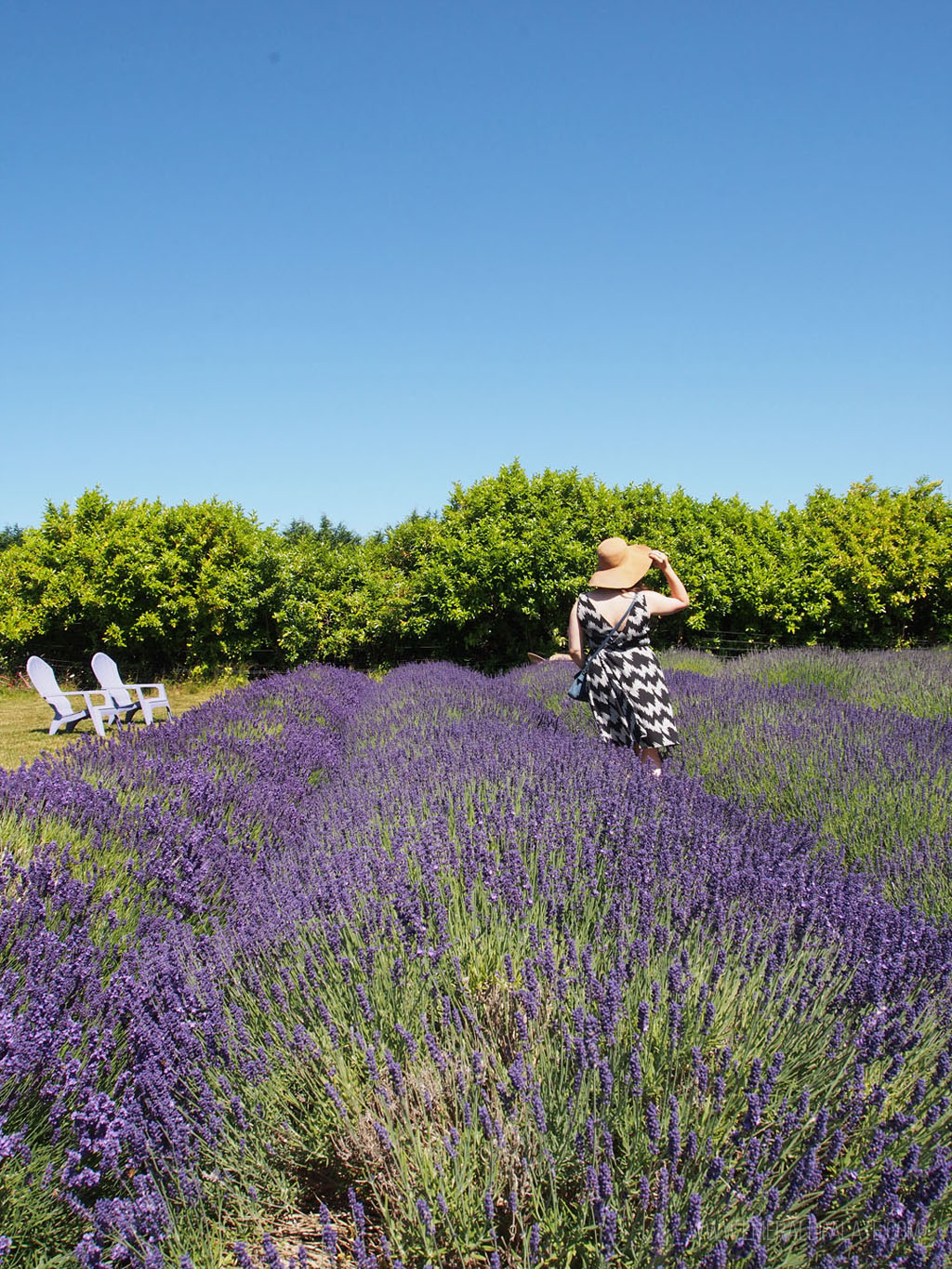 woman frolicking in rows of lavender, one of the best things to do in Olympia, WA