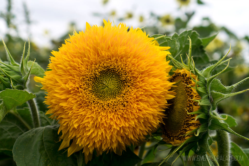 close up of a fuzzy sunflower