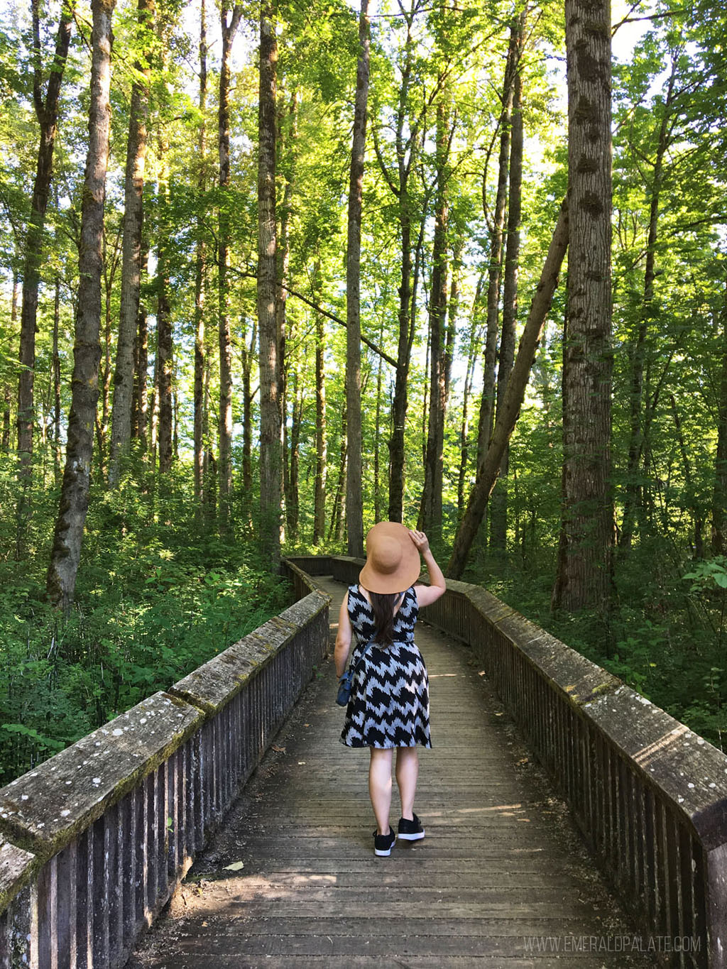 woman looking up at tall trees on a boardwalk going through a wildlife refuge, one of the best things to do in Olympia, WA