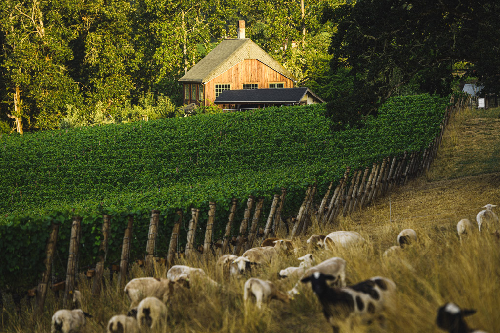 Antiquum Farm, one of the best wineries in Willamette Valley