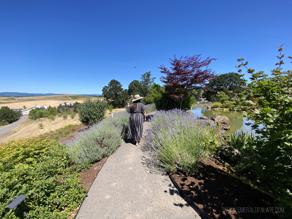 woman walking along a path between lavender at a winery