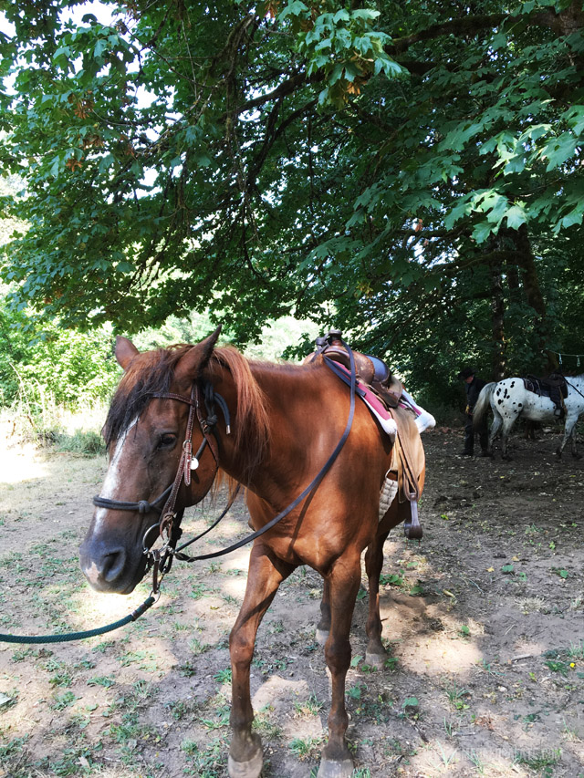 One of the horses at Century Farm Equestrian Center