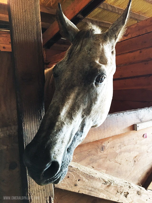 Horse at Century Farm Equestrian Farm in Willamette Valley Oregon.