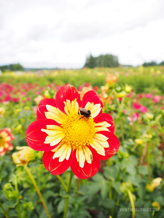 Dahlia flower close up with bee at Swan Island Dahliah Farm in Willamette Valley Oregon.