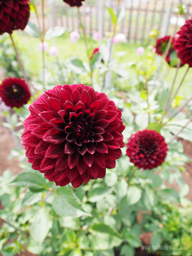 Close up of dahlia flowers at Swan Trail Dahlia Farm in Willamette Valley, Oregon.