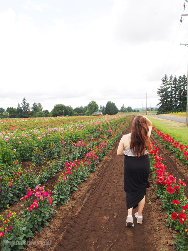 Dahlia flowers in bloom at Swan Trail Dahlia Farm in Willamette Valley, Oregon.