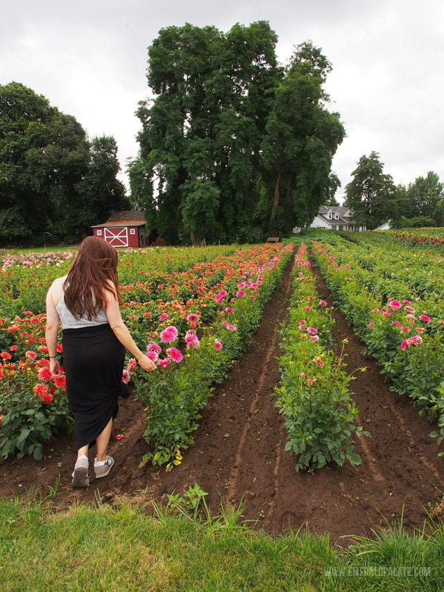 Rows and rows of dahlia flower fields await you at Swan Trail Dahlia Farm in Willamette Valley Oregon.