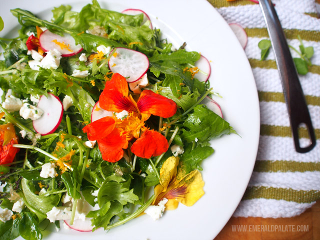 a colorful pea shoots salad recipe with nasturtiums, radish, chive cheese, and honeycomb