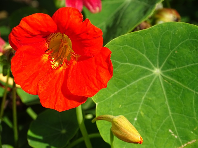 Nasturtium flower plant