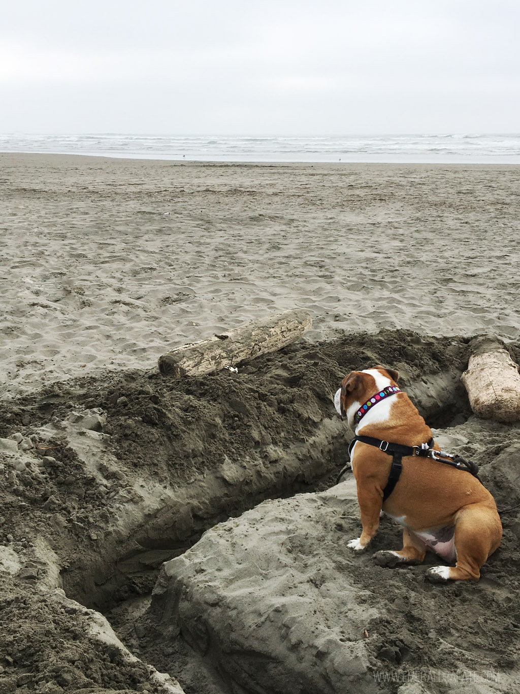 English bulldog sitting on the beach in Seabrook, WA