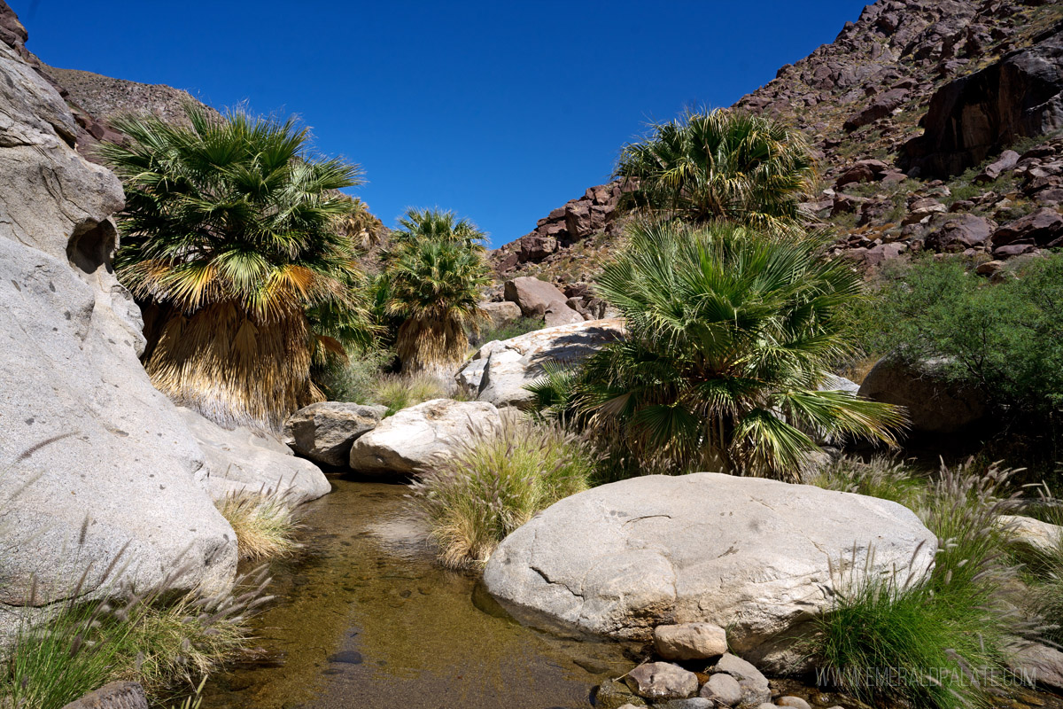 palm trees on a hike near San Diego