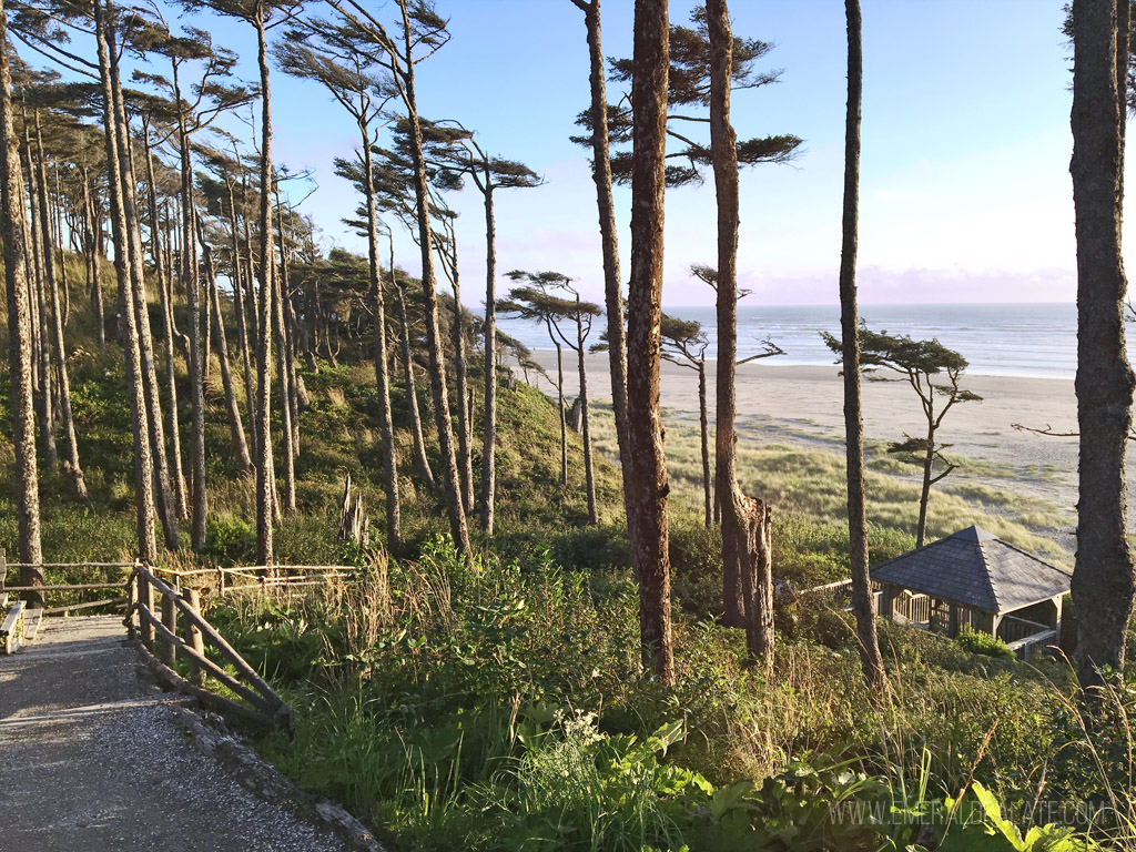 view of the beach through trees at Seabrook, WA