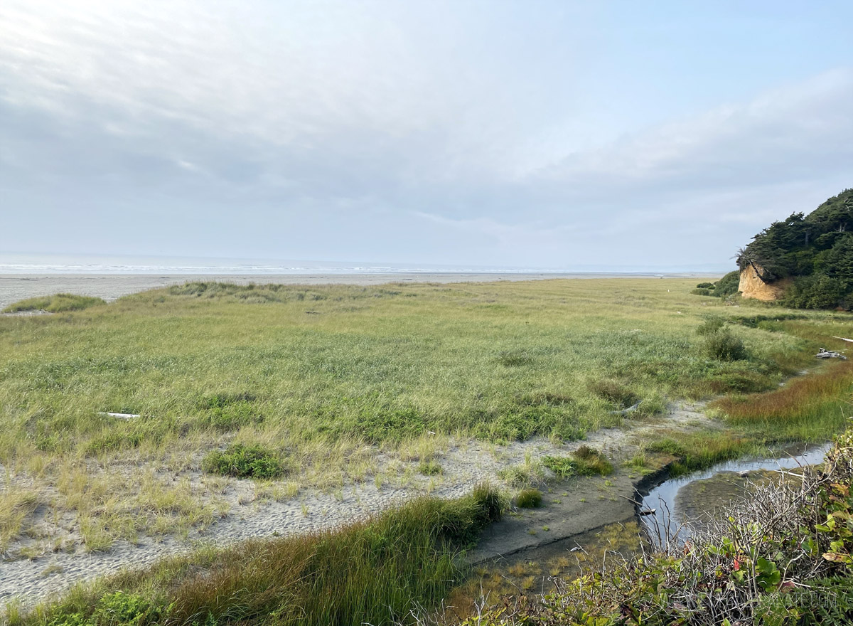 grassland at the beach in Seabrook, Washington