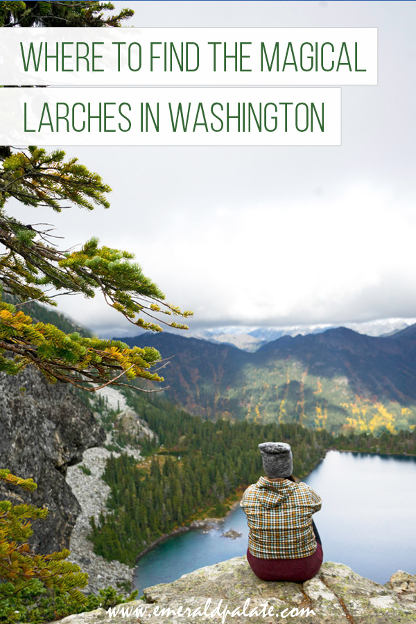 Have you seen larches before? They're magical conifer trees that turn golden and drop their needles. They make for magical fall foliage leaf peeping in Washington state. Here are the best larch hikes and where to see fall colors in Washington. #larch #larches #fallcolors #fallhikes #washington #hikes #outdoors