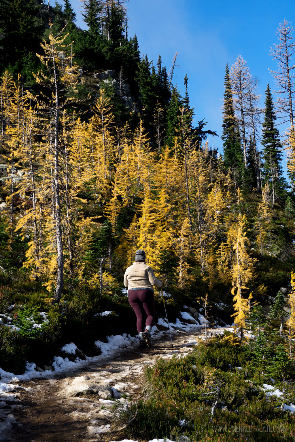 woman hiking up a snowy trail surrounded by larches in Washington state