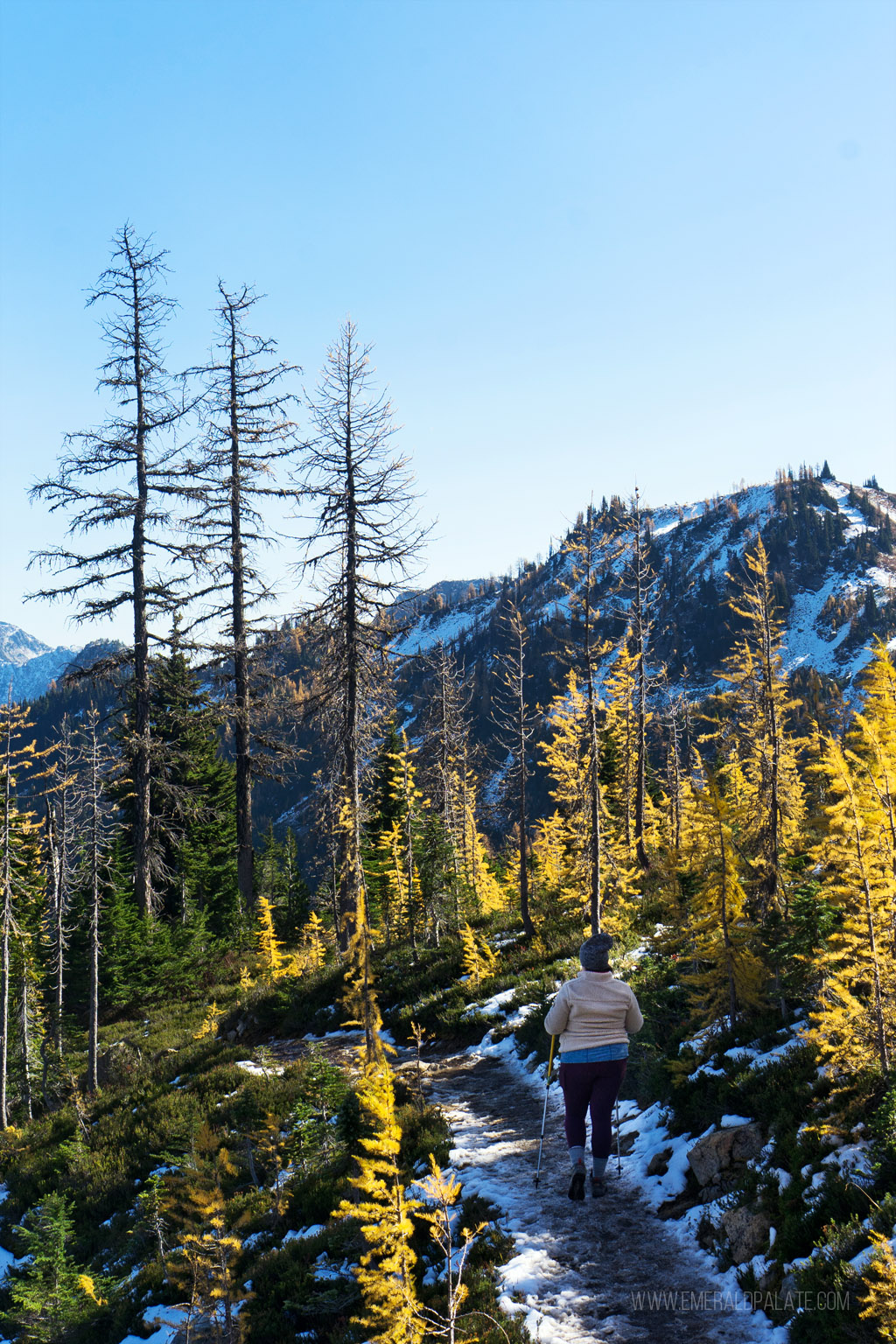 woman walking along ridge surrounded by larches in Washington state