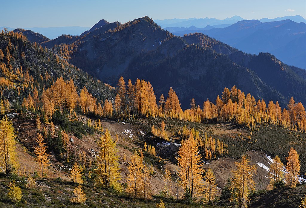 Carne Mountain larches