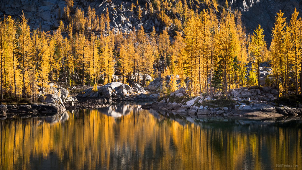 golden larches on a larch march hike