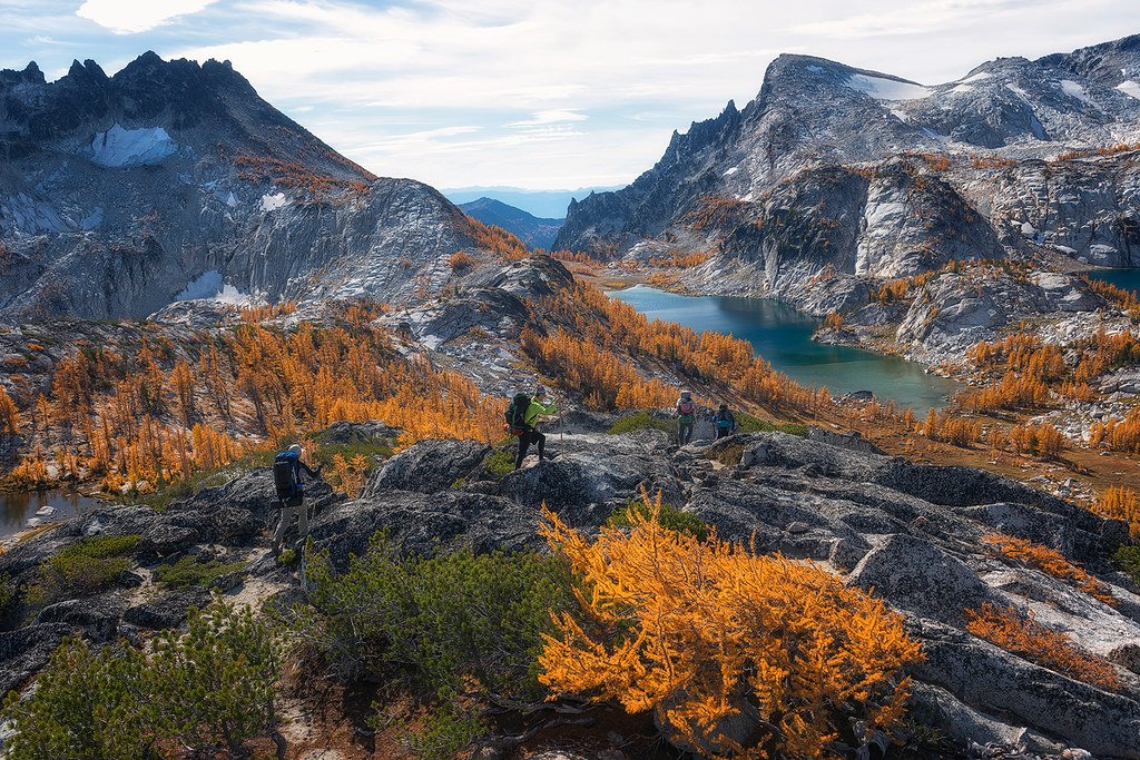 Larch trees around Enchantment Lake