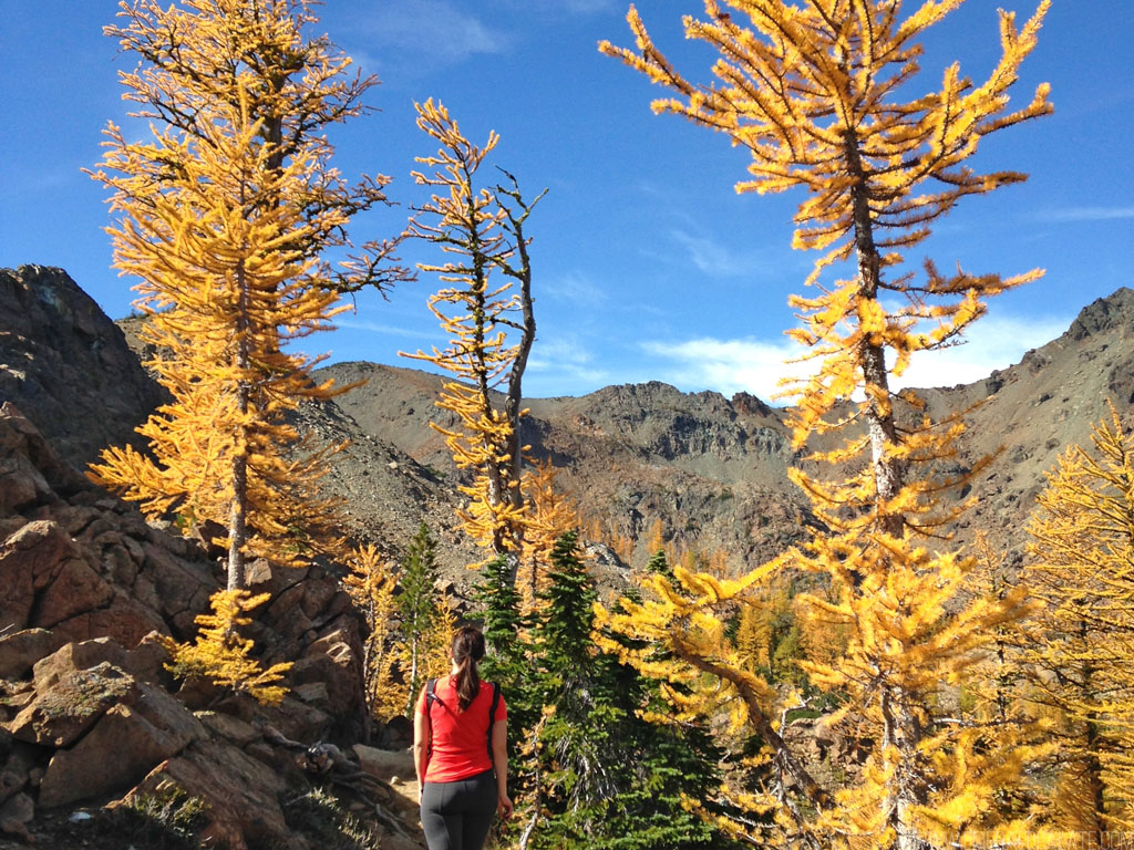 woman walking through larch trees on one of the best larch hikes