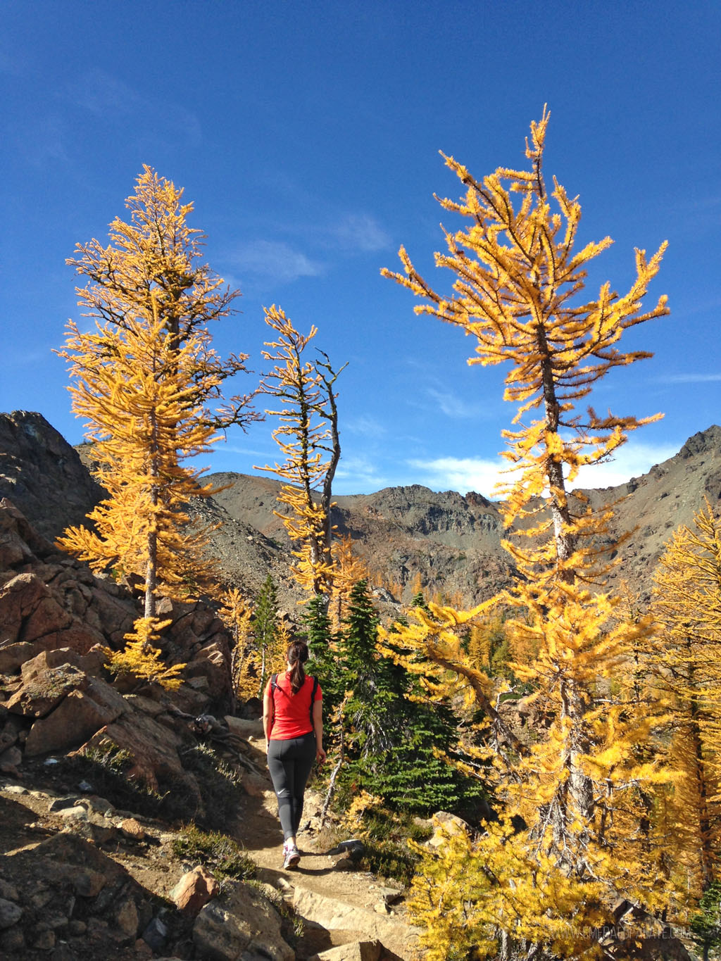 woman walking through golden larches on a larch hike