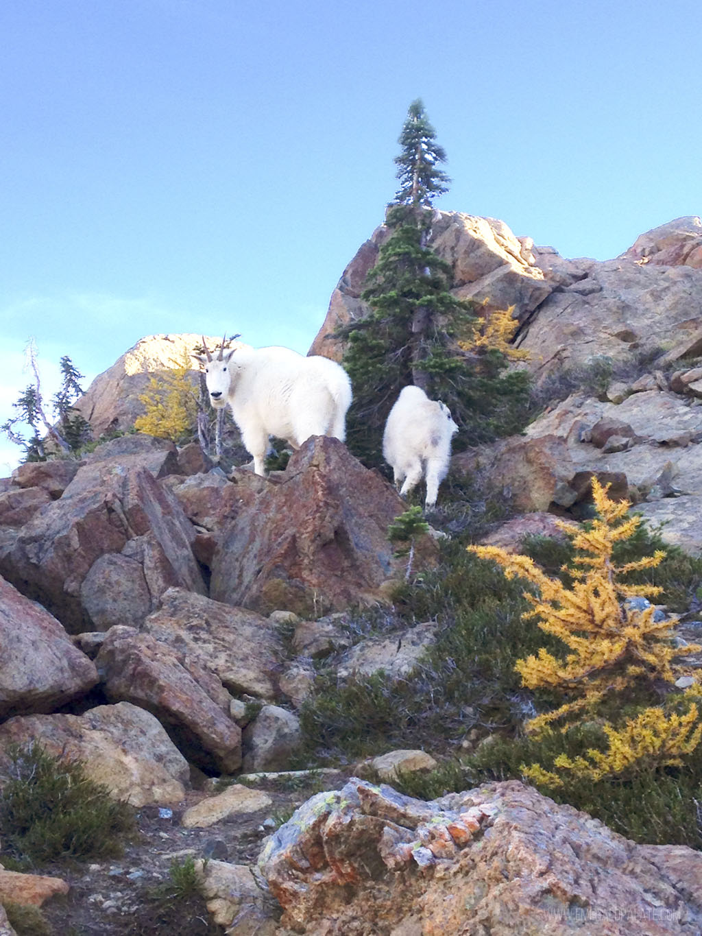 goats on rocks on a larch hike