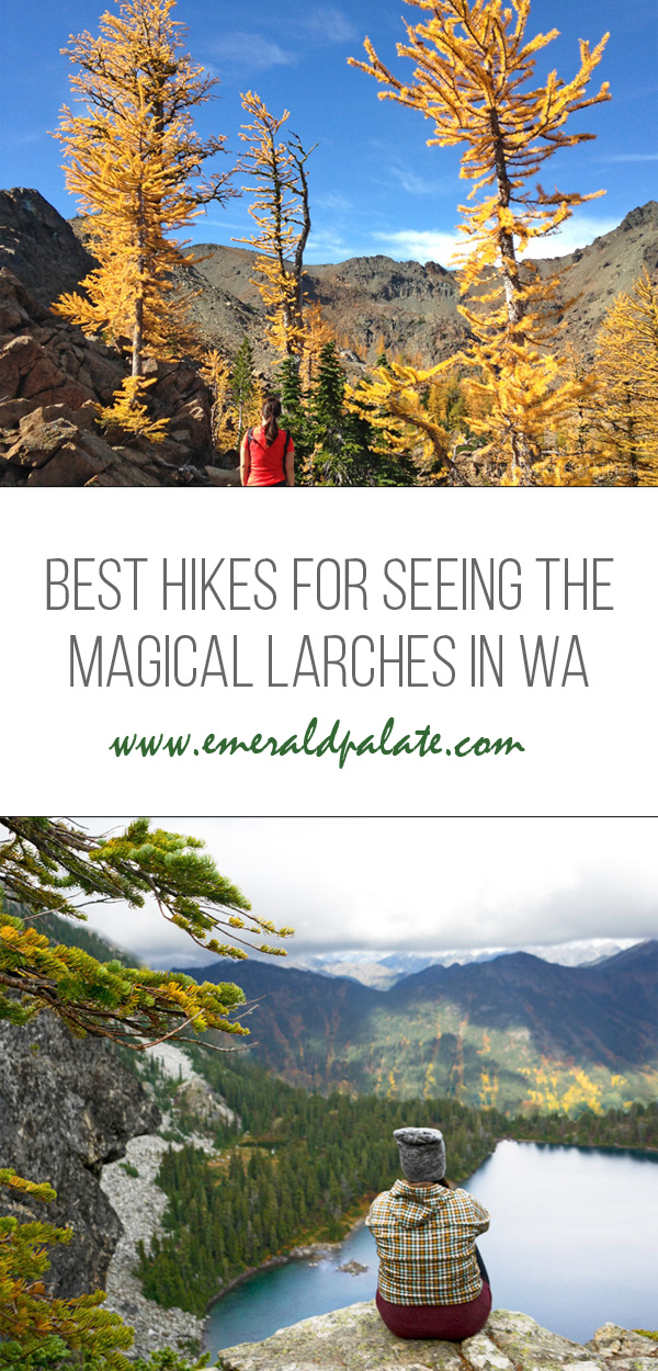 The best larch hikes for seeing fall foliage in Washington state