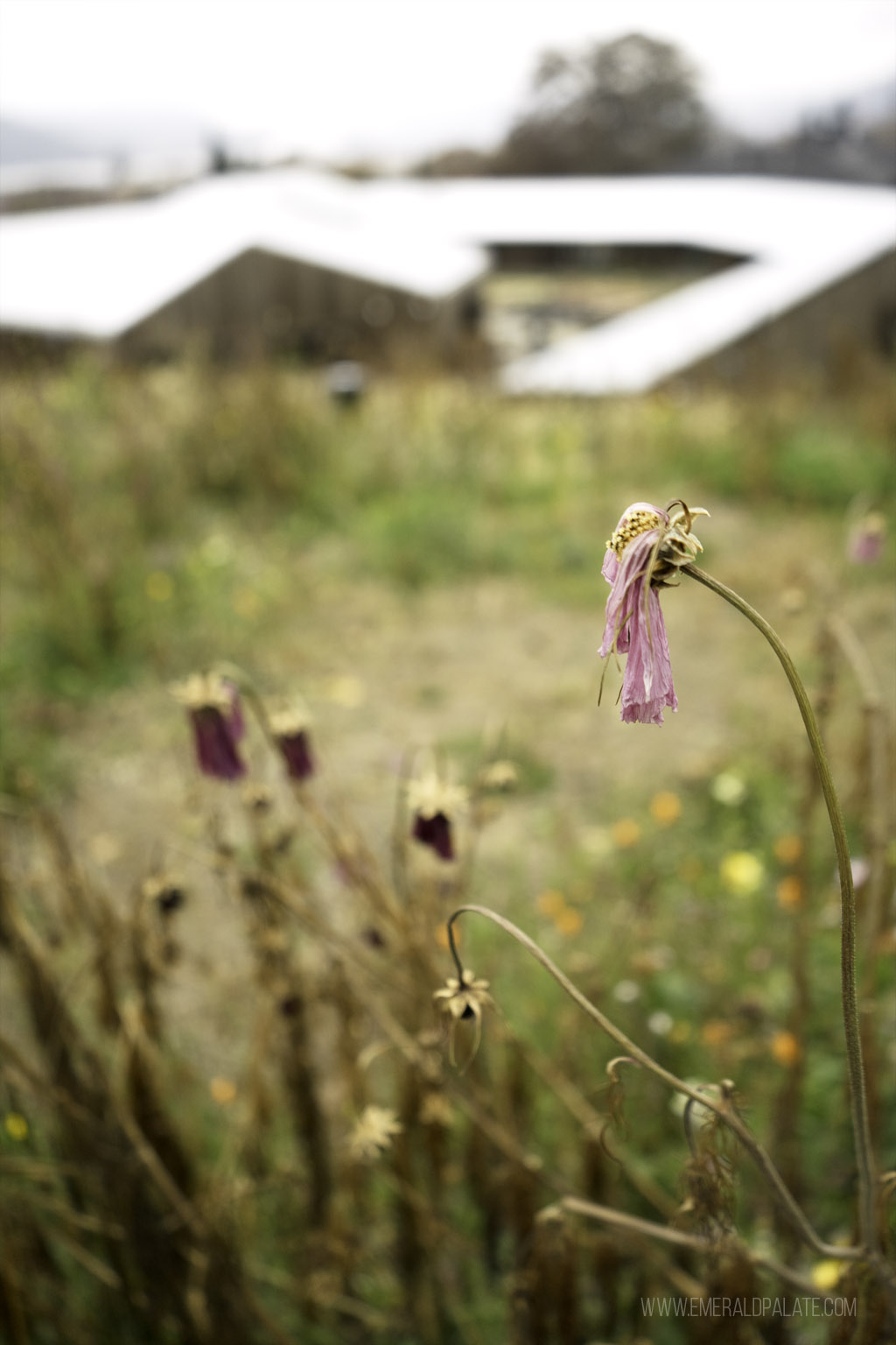 closeup of wildflowers in Columbia River Gorge