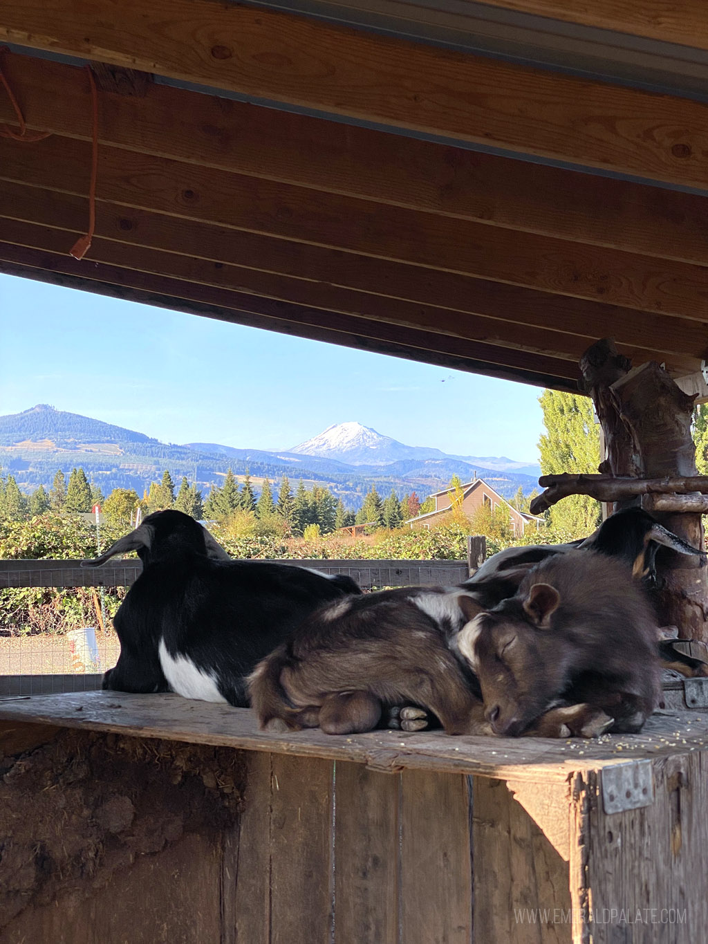 goats overlooking Mt. Hood
